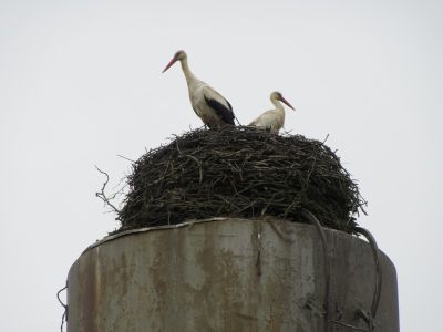 IMG 0386